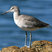 Willet